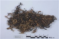 藏品(鬚梅花衣)的圖片